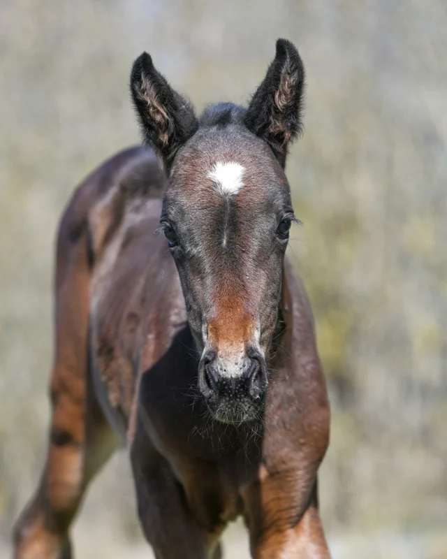 Än så länge iår har 7 föl kommit till världen hos oss! 🐴💚

Nu börjar vi presentera dom med en trio fina tjejer🩷:

Bild 1-3: Det senaste tillskottet🧸 🩷Sto född 4 April, Attraversiamo - Phenomene Zon (Fourth Dimension). Ägare: Svante Båth. 

Bild 4-5: 🩷Sto född 27 Mars, Attraversiamo - Staro Snapchat (FaceTime Bourbon). Ägare: Svante Båth

Bild 6-7: Årets första föl! 🩷Sto född 8 Mars, Calgary Games - Evoque Kronos (FaceTime Bourbon). Ägare Olof Brodin Chartering AB.