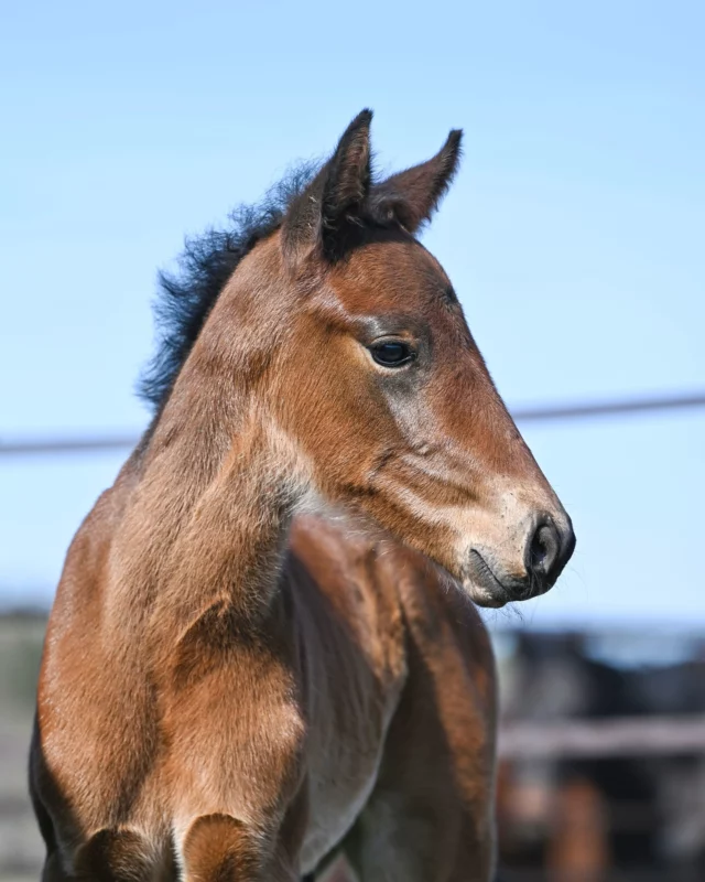 Fortsättning av presentation av fölen födda 2025💛

Bild 1-2: 💙Hingst född 1 April, Attraversiamo - Isabelle Mearas (Muscle Hill). Ägare: Stall 15

Bild 3-4: 🩷Sto född 14 Mars, Very Kronos - Top Eight (Muscle Hill). Ägare: Kjell Johansson

Bild: 5-7: 🩷Sto född 22 Mars, Calgary Games - Evening Prayer (Conway Hall). Ägare: Stall IMA