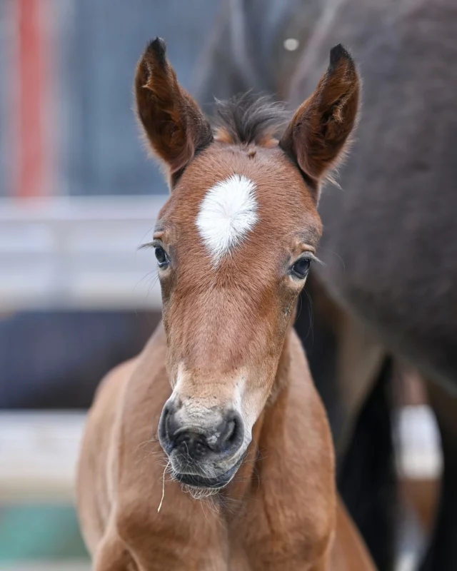 Vi startar veckan med att presentera de 5 nyaste tillskotten hos oss💚🥰 Det var några hektiska dagar när alla dessa fem småttingar bestämde sig för att komma ut mellan 27-28 April😎

Bild 1: 💙Hingst född 27 April. Readly Express - Dior Ima (Chocolatier), ägare Stall Ima.

Bild 2: 🩷Sto född 28 April. Justice - Cash Mearas (Ready Cash), ägare Örebro MOT-AB. 

Bild 3: 💙Hingst född 27 April. Calgary Games - Flea Market (Brillantissime), ägare Örebro MOT-AB.

Bild 4: 💙Hingst född 27 April. Francesco Zet - Solitaire Hill (Walner), ägare Ecurie Diocles AB.

Bild 5: 💙Hingst född 27 April. Global Welcome - Unfair (Support Justice), ägare Granath Trotting & Invest AB.

Vilken är din favorit? 🐴
💙🩷💙💙💙