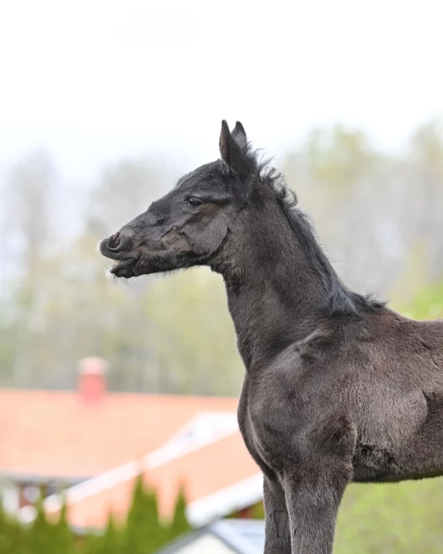 Vi fortsätter att visa våra fina fölisar🐴❤️

Bild 1: 🩷Sto född 27 Mars. Brillantissime - Bittie Trot (Chocolatier), ägare: Request Communication AB & Tradecity AB. 

Bild 2: 🩷Sto född 17 April. Krack Time Atout - Sloan The Closer (Muscle Hill), ägare: Tamatova AB. 

Bild 3: 🩷Sto född 20 April. Tactical Landing - Hyperbole (Father Patrick), ägare: Bulawajo AB.

Bild 4: 💙Hingst född 1 April. Maharajah - Patricks Princess (Father Patrick), ägare: Tamatova AB. 

Senaste veckan har det varit en riktig babyboom, så inom kort kommer nästa inlägg med våra minstingar… 👶🏼🧸