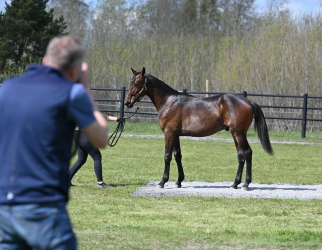 Idag har vi fotat och filmat alla hästarna som ska ut på Elitauktionen! 🎥  Fint väder och fina, duktiga hästar☀️🐴 Mer än så kan man inte begära🌟

Inom kort presenterar vi våra bidrag till årets första auktion✨