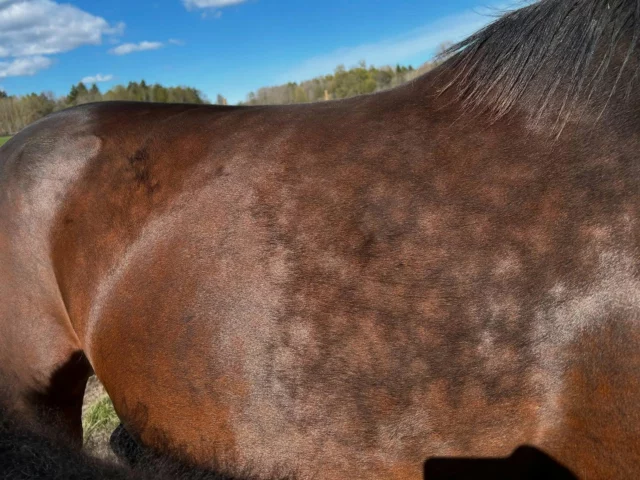 3 olika ston på bilderna, alla 3 precis lika fina glansiga och trivselfläckliga😍 såhär ser man ut när man fått komma ut på finbete hälsar stona som fölat i mars/april💚