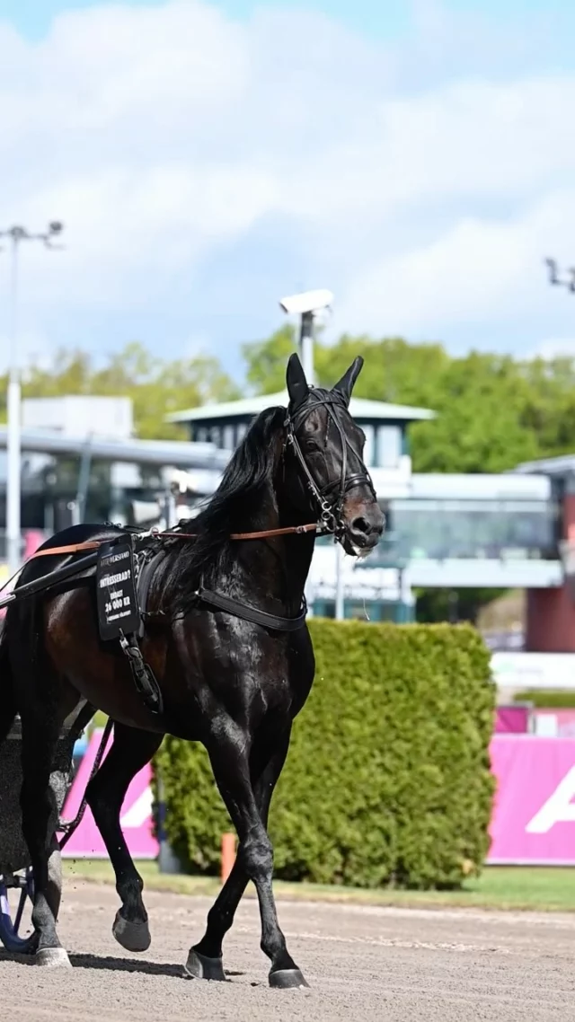 ✨ATTRAVERSIAMO✨

Fick äran att visa upp sig inför Elitloppspubliken på Solvalla förra helgen när Erik Adielsson tackades av, och han såg ut att trivas med att få sola sig i stjärnglansen igen inför publiken🌟 Hans tidigare ständiga följeslagare Linda Weman var också med och visade upp vår fina kille 👑❤️