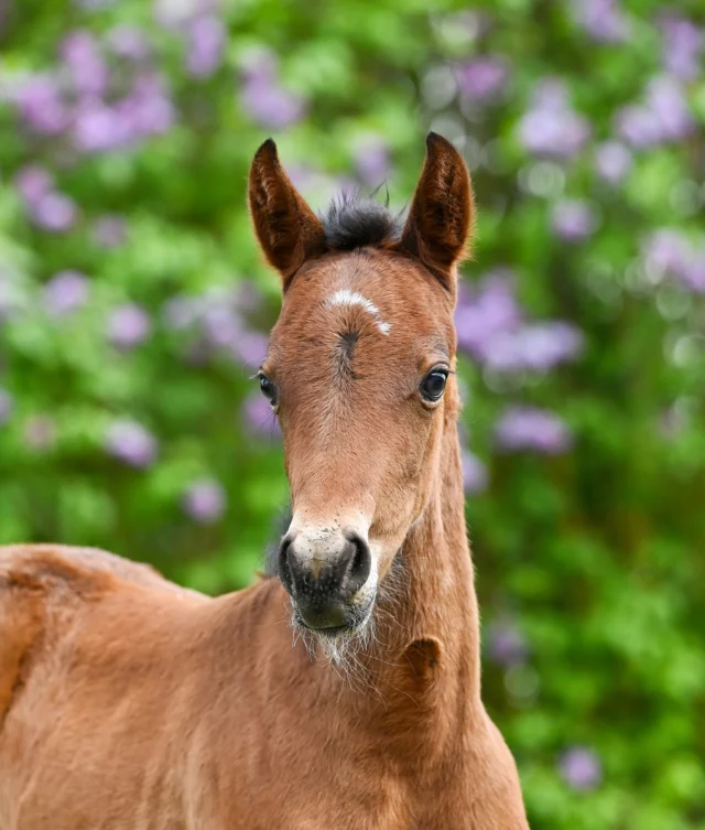 Några Maj-bebisar som tittat ut sen senast🌼🐴

1: 🩷Sto född 6/5. Global Welcome - Crown Face (Ready Cash), ägare Olof Brodin (Chartering) AB.

2: 💙Hingst född 21/5. FaceTime Bourbon - Sun Temple (Cantab Hall), ägare Olof Brodin (Chartering) AB.

3: 🩷Sto född 15/5. Calgary Games - Filippa Hall (Andover Hall), ägare Jarl Andén.

4: 💙Hingst född 4/5. Francesco Zet - Swiss Account (Muscle Hill), ägare Tamatova AB.