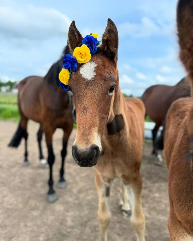 Sveriges national dag 🇸🇪💛💙 ….är som vilken annan fredag som helst för oss som jobbar med hästar…😇🤪
